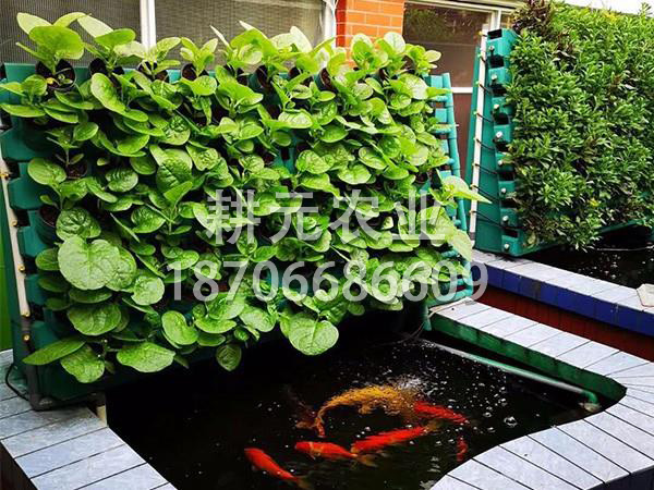 小型魚菜共生系統